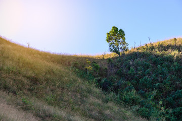 Beautiful tree on mountain in tropical forest.