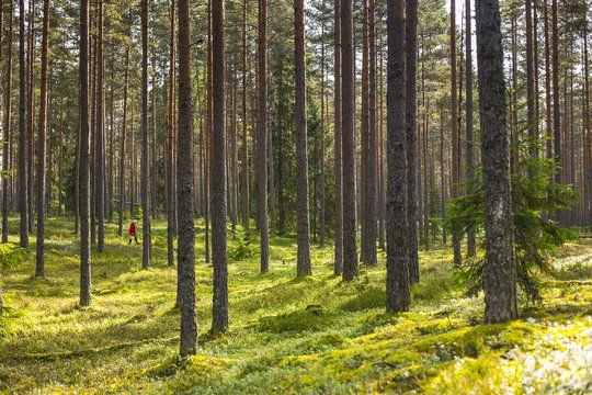 Person gathering mushrooms or berries in a beautiful green pine forest in Estonia