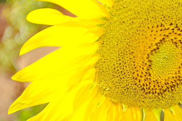 Common Sunflower, Helianthus annuus, COMPOSITAE.