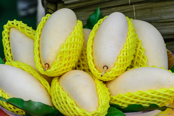 White mango in protection.