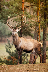 Red deer stag in autumn fall forest