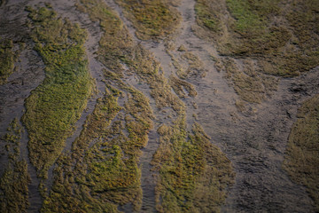 Fototapeta na wymiar Algae polluted water,Shallow Depth of field