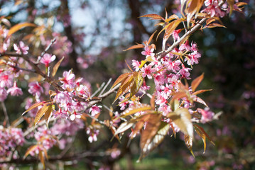 Sakura blossom blooming