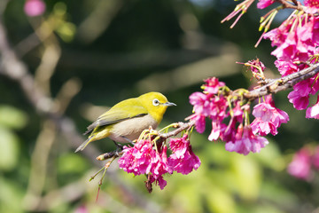 奄美大島の緋寒桜とメジロ