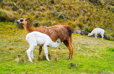 Obraz premium Parque Cajas