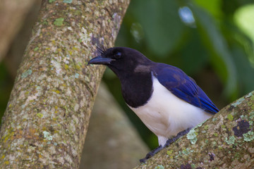 curl-crested jay
