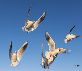 Seagulls are flying