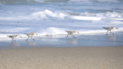 Sand Pipers