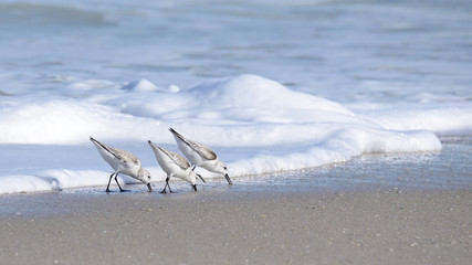 Sand Pipers
