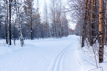 Morning in the forest