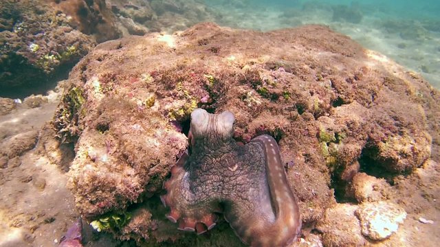 octopus comes out of its hole and sits on the stone, feels the bottom of the tentacles, picks up a stone, climbs into the hole and covers it with a rock (top view) Indian Ocean 
