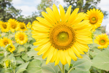Yellow sunflower