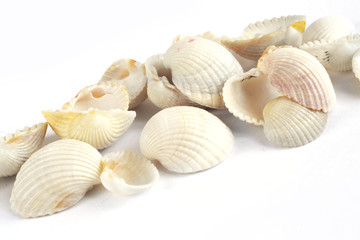 Sea shells on white