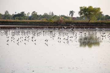 lot os bieds in paddy field.