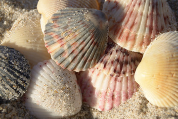Seashells in the Sand