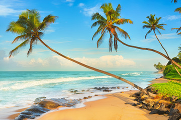 Palm trees over the sea