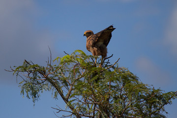 Emas National Park