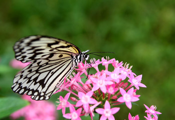 Fototapeta na wymiar Beautiful butterfly - large tree nymph and flower