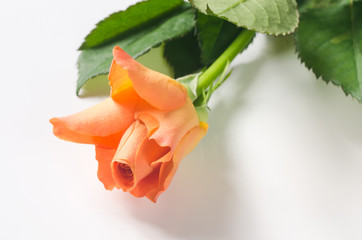 orange rose on white background