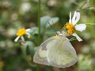 Beautiful butterfly - Appias albina semperi and flower