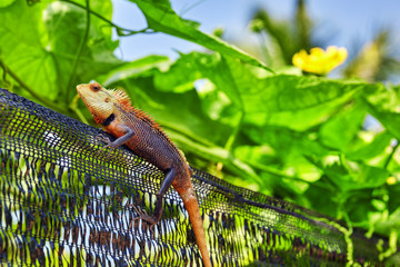 Cute lizard in the bushes of a tropical island, Maldives.