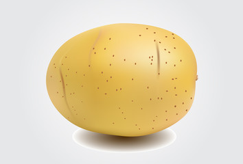 potato on white background
