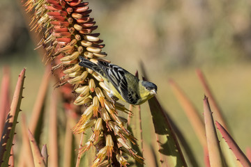 Little yellow brid - Spinus spinus sitting on a red flower
