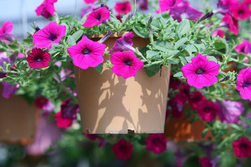 beautiful petunia flower.