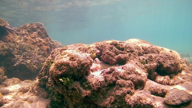 octopus cleans the sand from his home water jets, Indian Ocean, Hikkaduwa, Sri Lanka, South Asia 
