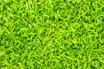 Green fresh grass  background texture.