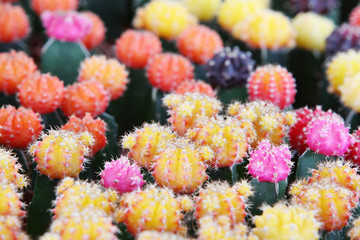 colorful cactus.