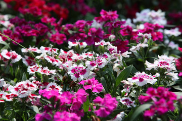 Obraz premium dianthus flower.
