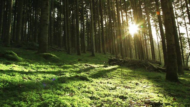 Beautiful morning mystic forest with green moss on the floor and lovely sun rays. Right to left slowly slider dolly move. 