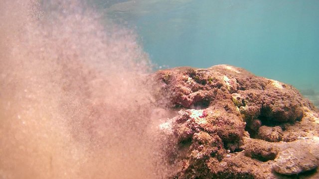Cyane's octopus cleans his shelter from the sand using a powerful jet of water as the water jet, Indian Ocean, Hikkaduwa, Sri Lanka, South Asia 
