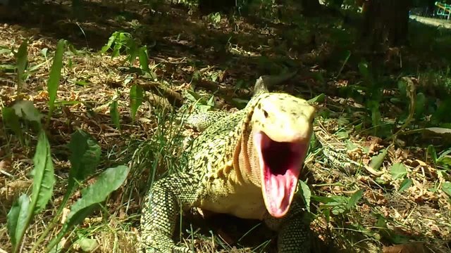 Monitor Lizard Yawning 