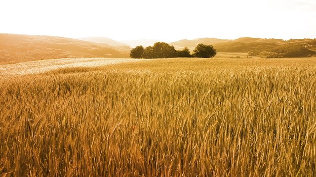 Beautiful golden countryside wheat field background in gentle wind on a  warm sunny day.