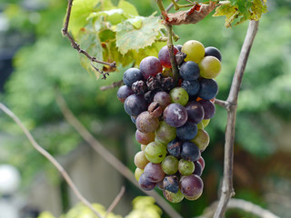 Grapes bunch rot.
