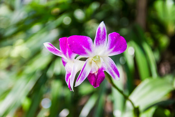 Dendrobium sonia orchid