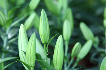 Obraz premium budding lily flower.