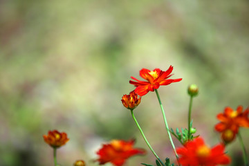 orange zinnia flower.