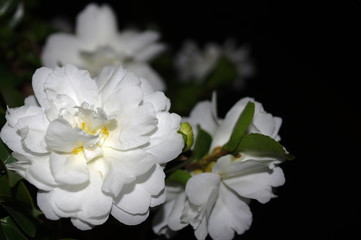Obraz premium 夜の白い山茶花