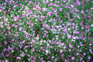 gypsophila flower.