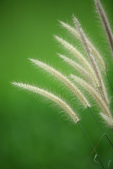 white reeds with green background.