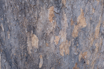 A texture and detail of wood bark. A fine detail background for abstract design