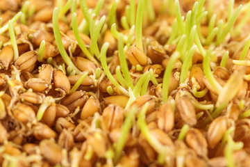 Close up of wheat germ background