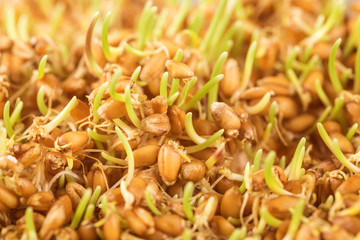 Close up of wheat germ background