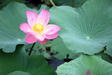 blooming lotus flower