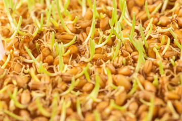 Close up of wheat germ background
