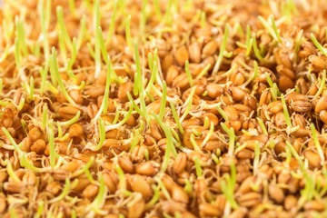Close up of wheat germ background