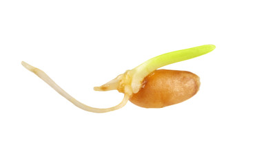 Close up of wheat sprout isolated on the white background